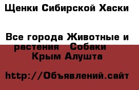 Щенки Сибирской Хаски - Все города Животные и растения » Собаки   . Крым,Алушта